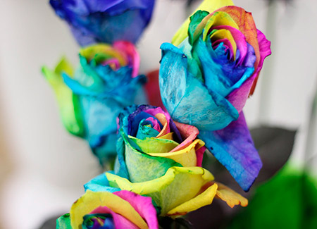   Разноцветные розы в Набережных Челнах