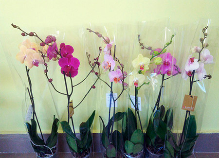 Цветы   Орхидея (фаленопсис)
