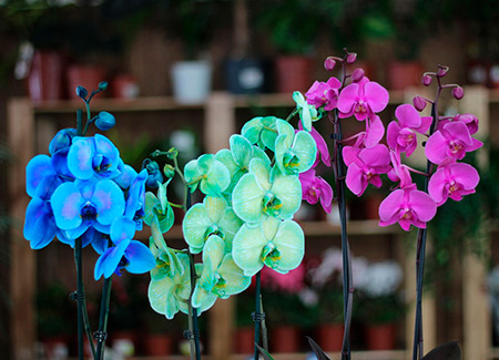 Цветы   Орхидея (фаленопсис)